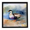 Common Eider Duck Framed Metal Print Bathroom, Kitchen, Office, Home Decor Wall Art Ready to Hang, Square, 8X8