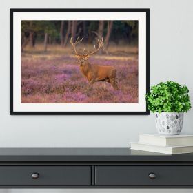 Male red deer Cervus elaphus with antlers during mating season Framed Print (Color: White/No White Edging, size: 48" x 32" / 120cm x 80cm (approx))