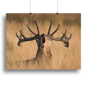 Antler Ready to Rut Canvas Print or Poster (Type: Poster Print, size: 32" x 24" / 80cm x 60cm (approx))