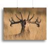 Antler Ready to Rut Canvas Print or Poster
