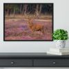 Male red deer Cervus elaphus with antlers during mating season Framed Print