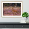 Male red deer Cervus elaphus with antlers during mating season Framed Print